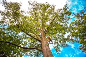 Best Tree Removal  in Concord, VA