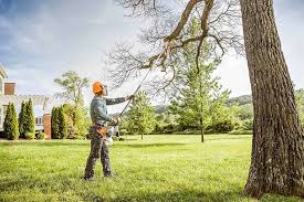 Trusted Concord, VA Tree Removal Services Experts