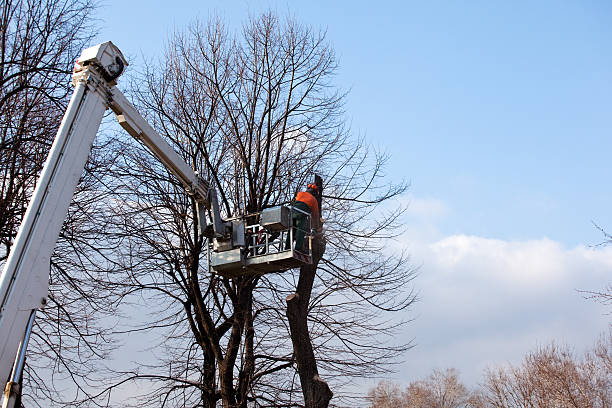 How Our Tree Care Process Works  in  Concord, VA